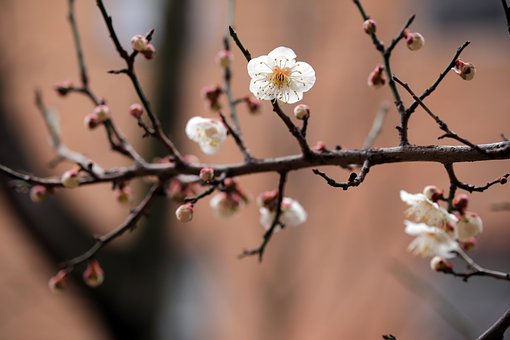 plum-blossoms-7129214__340