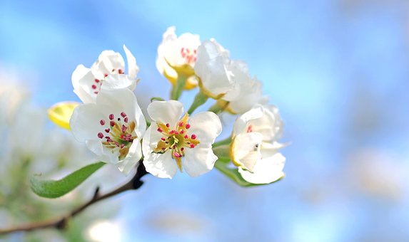 apple-blossom-1368187__340